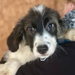 LINNEA (♀) - auf PS im PLZ Bereich 18 (JW) - vermittelt