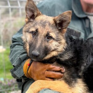 MITRA (♀) reist auf Pflegestelle PLZ 38 - SE 17.04.