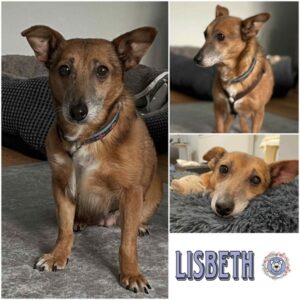 LISBETH (♀) in 24358 Ahlefeld Bistensee