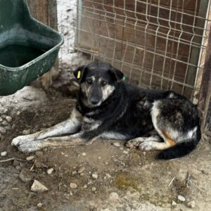 ELISCHA (♀) - auf PS im PLZ Bereich 32 (NU)