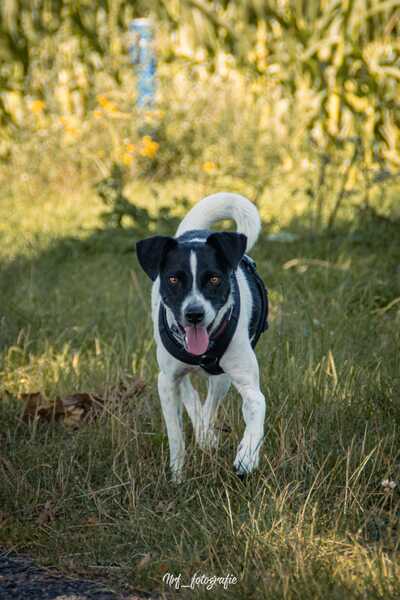 BINO (♂) in 29392 Wesendorf – Bild 10