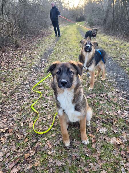 NANI (♀) in 38640 Goslar- vermittelt – Bild 6