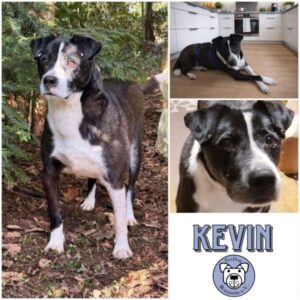 KEVIN - Gnadenplatzhund seit dem 03.01.2026 - vermittelt