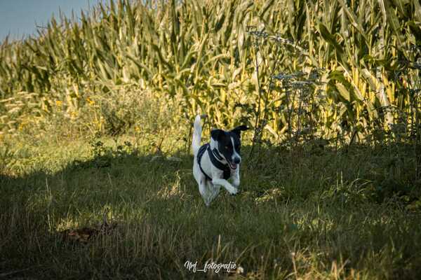 BINO (♂) in 29392 Wesendorf – Bild 8