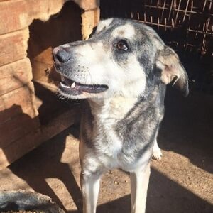 AMINA (♀) - reserviert Tierhilfe Lebenswert DR 17.04.26