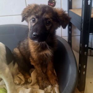 ESMERALDA (♀) - wird schüchtern, sollte zeitnah ausreisen - ausgereist zur Tierhilfe Lebenswert DR 10.04.26
