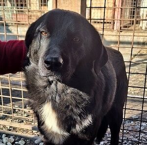 HADES (♂) - ausgereist zur Tierhilfe Lebenswert DR 27.03.26