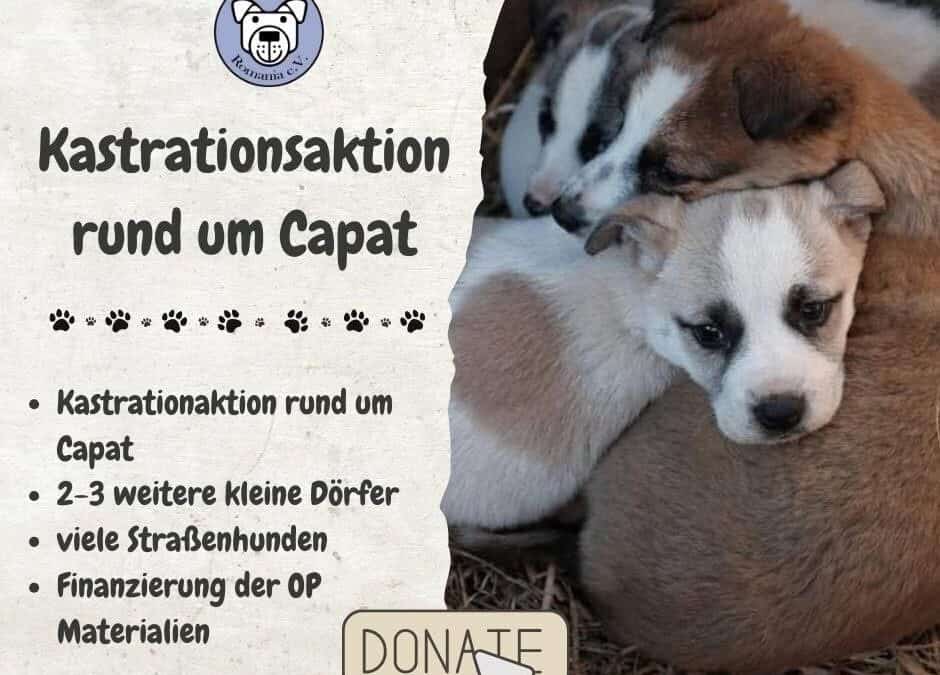 Erfolgreiche Kastrationsaktion in Căpăt