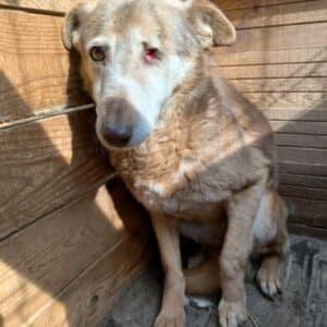 HARISON (♂) - linkes Auge defekt/fehlt