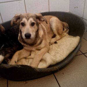 KHALIL (♂) - ausgereist zur Tierhilfe Lebenswert DR 27.03.26