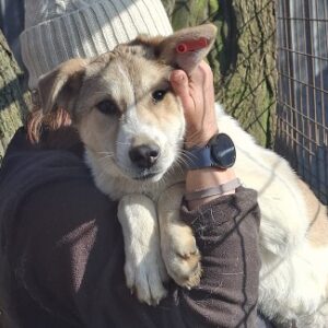 LORE (♀) - ausgereist zur Tierhilfe Lebenswert DR 08.05.26