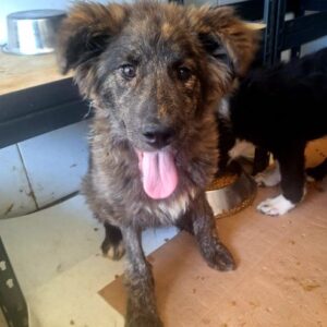 NAHLA (♀) - ausgereist zur Tierhilfe Lebenswert DR 10.04.26