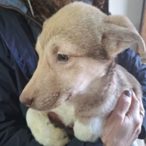 SAVIO (♂) - wird schüchtern, sollte dringend ausreisen - ausgereist zur Tierhilfe Lebenswert DR 10.04.26