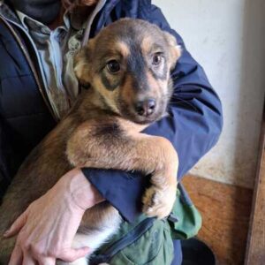 JACKIE (♀) - ausgereist zur Tierhilfe Lebenswert DR 27.03.26