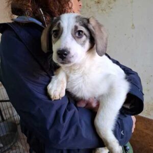 LILLY-HOPE (♀) - ausgereist zur Tierhilfe Lebenswert DR 27.03.26