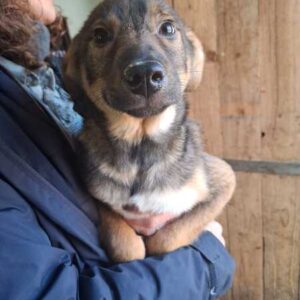 POUCH (♂) - ausgereist zur Tierhilfe Lebenswert DR 10.04.26