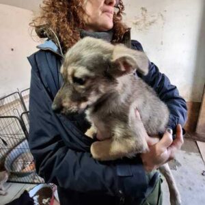 JELLYBEAN (♀) - ausgereist zur Tierhilfe Lebenswert DR 10.04.26