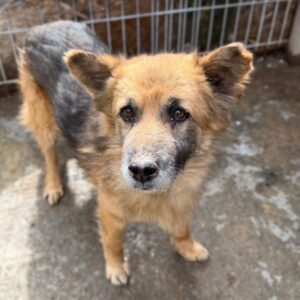 VERNON (♂) - Sehkraft eingeschränkt - herziger Opi, geht im Kennel völlig unter (04/26)