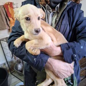 ORO (♂) - ausgereist zur Tierhilfe Lebenswert DR 27.03.26
