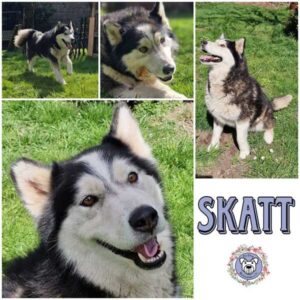 SKATT (♀) in 34474 Diemelstadt - reserviert