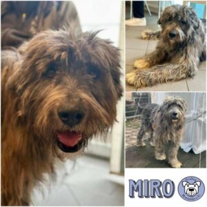 MIRO - Gnadenplatzhund seit dem 01.02.2026
