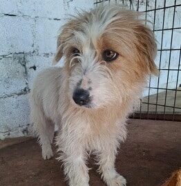 RUBI (♀) – ausgereist zur Tierhilfe Lebenswert DR 13.03.2026