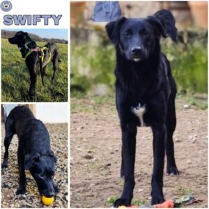 SWIFTY (♀) in 52372 Kreuzau
