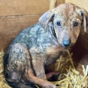 LEVKE (♀) reserviert für TiNO - aktuell in der Klinik (PM 02.04.)
