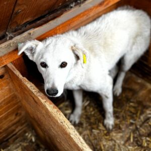 SWANJA (♀) - auf PS im PLZ Bereich 18 (JW)