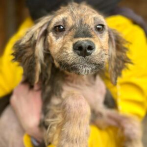 KEVAN (♀) reserviert für TiNO - aktuell in der Klinik (PM 02.04.)