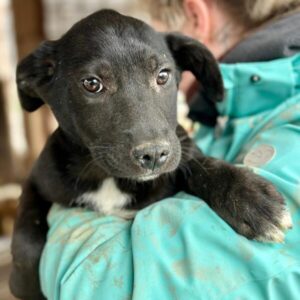 PIRIE (♀) - reist auf PDR-PS mit PLZ 55 (SD 2.5.)