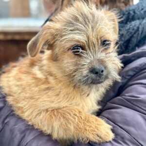 FIENE (♀) - reist auf PDR PS im PLZ Bezirk 15 (NU 11.04.)