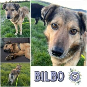 BILBO (♂)  in 56566 Neuwied - reserviert