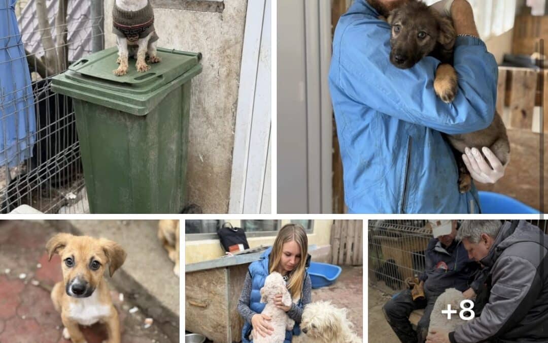 Zweiter Einsatztag in Baile Herculane 💛🐾