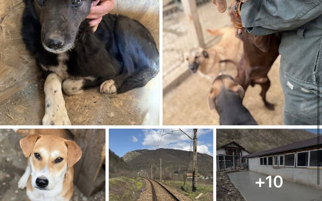 Letzter Einsatztag in Baile Herculane 💛🐾