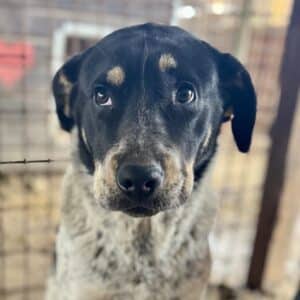 MAZIE (♀) - reserviert- reist auf PS im Bereich 56 (16/04/NU)