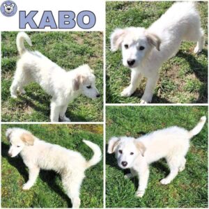 KABO (♂) in 55595 Gebroth