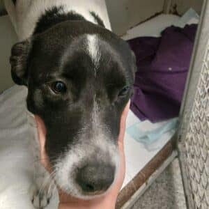 MITRI (♀) - hatte Autounfall, ist aktuell in der Klinik (04/26)