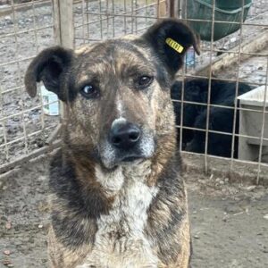 ANDRE (♂) -sehr verzweifelt-