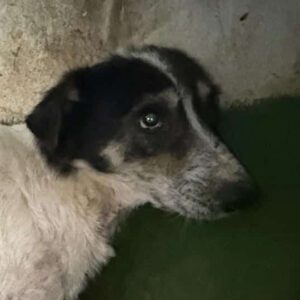 ARJANG (♂) Notfall, starke Hautprobleme + viel zu dünn