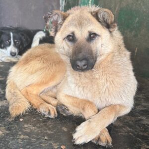 BALU (♂)