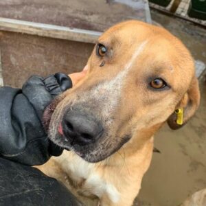 TRIANGOLO (♂) Vermittlung nur AT