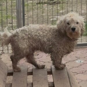 BJELO (♂) - reist auf PDR PS PLZ Bezirk 55