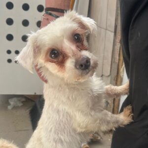 BARI (♂) - reserviert (geht zur Besitzerin nach KH Aufenthalt zurück) 20.04. SAS