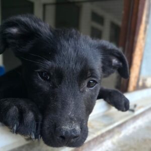 TOBY (♂) - reserviert TH Filderstadt (AL 30.04.)