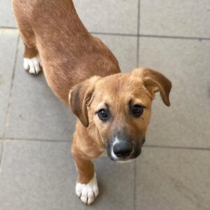 TARU (♂) - reserviert Projekt Tierschutz (GC 21.05.)