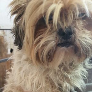 CARLA (♀) - reserviert Tierhilfe Lebenswert DR 16.04.26