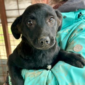 CHAPLIN (♂)- reserviert- reist auf PDR PS im PLZ Bereich 74 (01/05/NU)