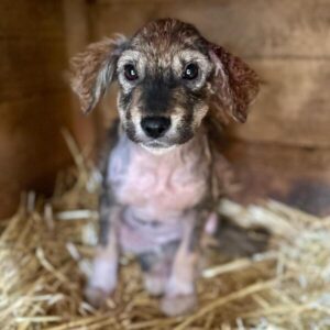 MARA (♀) reserviert für TiNO - aktuell in der Klinik (PM 02.04.)