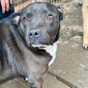 ERNESTINE (♀) Staffmix - Vermittlung nur nach AT möglich